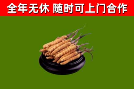柳城县回收冬虫夏草
