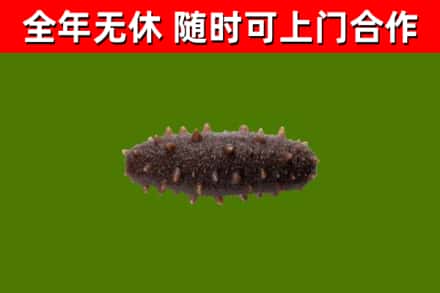 柳城县回收海参干